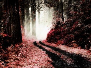 crimson-forest-final1-500x3751