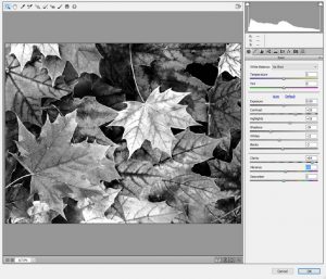 Tint-Leaves-CameraRawFil