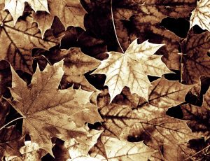 Tint-Leaves-Gradient-SoftLight